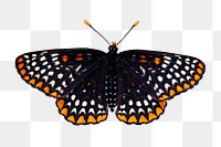 Vintage black butterfly illustration png sticker, transparent background