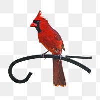 Northern cardinal bird png, transparent background