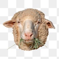 Sheep png animal, transparent background