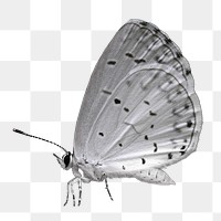 Vintage gray butterfly illustration png sticker, transparent background