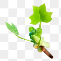 Tulip poplar leaf png, transparent background