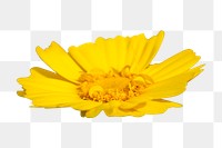 Yellow daisy flower png, transparent background