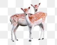 Two deer png sticker, transparent background