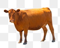 Cattle png animal, transparent background