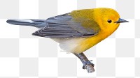 Prothonotary warbler bird png, transparent background