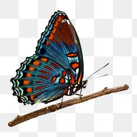 Vintage butterfly illustration png sticker, transparent background