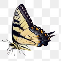 Vintage swallowtail butterfly illustration png sticker, transparent background