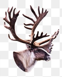 Reindeer png sticker, transparent background