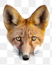 Fox face png animal, transparent background