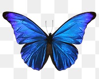 Aesthetic butterfly png sticker, transparent background