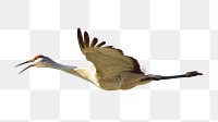 Sandhill cranes flying png sticker, transparent background