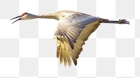 Sandhill cranes flying png sticker, transparent background