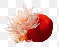 Sea anemone png, transparent background