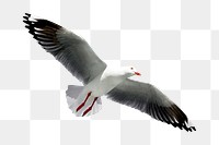 Red-billed gull bird png, transparent background