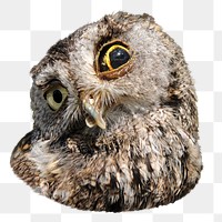 Funny owl face png sticker, transparent background