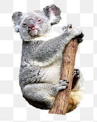 Koala bear png animal, transparent background