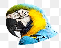 Blue-and-yellow macaw png, transparent background