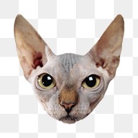 Sphynx cat png sticker, transparent background