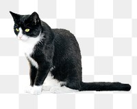 Black cat png animal, transparent background