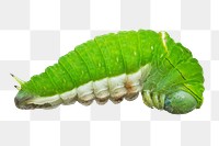 Caterpillar worm png, transparent background