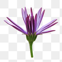 Cape marguerite flower png, transparent background