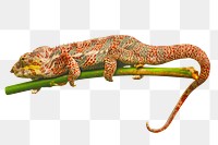 Chameleon png animal, transparent background