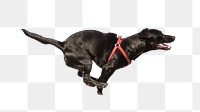 Labrador Retriever dog png, transparent background