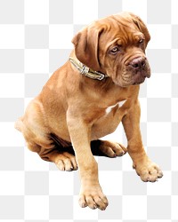 Dogue de Bordeaux dog png, transparent background