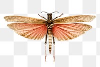 Giant grasshopper png, transparent background