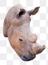 Rhino  png animal, transparent background