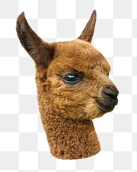 Alpaca  png animal, transparent background