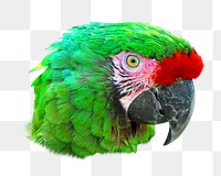 Green macaw parrot png, transparent background