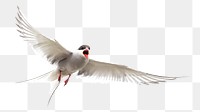 Arctic tern bird png, transparent background