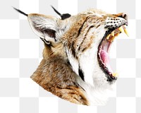 Yawning lynx cat png animal, transparent background
