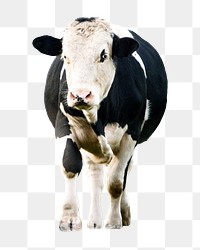 Holstein Friesian cattle png animal, transparent background