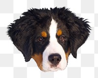 Bernese mountain dog png sticker, transparent background