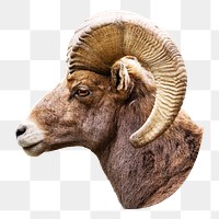 Big horn sheep png animal, transparent background