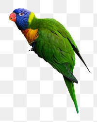 Rainbow lorikeet parrot png, transparent background