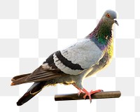 Pigeon bird png, transparent background