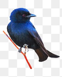 Purple martin bird png, transparent background