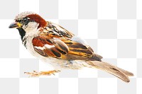 Sparrow bird png, transparent background