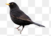 Common blackbird png, transparent background