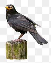 Common blackbird png, transparent background