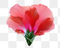 Red hibiscus flower png, transparent background