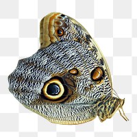 Vintage butterfly illustration png sticker, transparent background