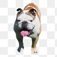 Bulldog png, transparent background