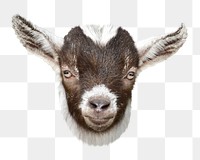 Baby goat png sticker, animal transparent background