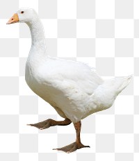 Walking goose png sticker, transparent background