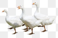 Walking geese png sticker, transparent background