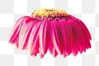 Pink gerbera flower png sticker, transparent background